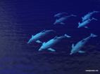 dophin 1
